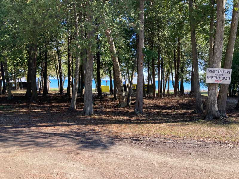Tree line in front of lake shore